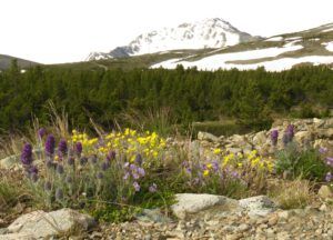 a6 mixed flos (Perkins Peak June 25)