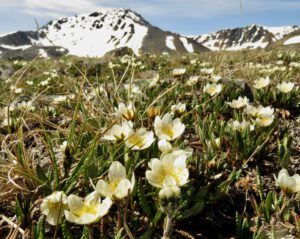 a8 Mt avens best (Perkins Peak June 25)