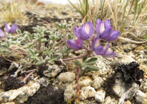 a9 lupin (The Plateau June 27)