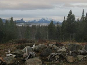 animal graveyard (2020 Summer Solstice)