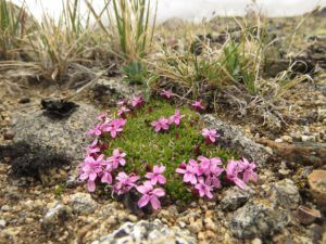 b1 moss campion (The Plateau June 27)