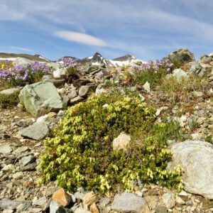 b1 yellow heather (Perkins Peak June 25)