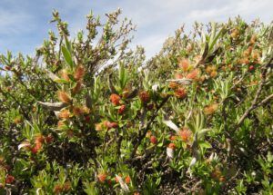 b3 knee-high willow (Perkins Peak June 25)