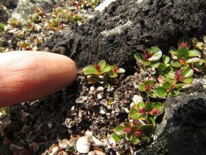 b3a snow willow (Perkins Peak June 25)