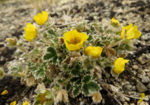 b4 P uniflora (The Plateau June 27)