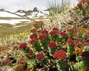 b3 roseroot (Perkins Peak June 25)