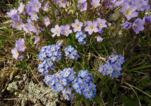 b5 forgetmenot (Perkins Peak June 25)