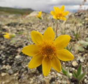 b6 arnica close (The Plateau June 27)
