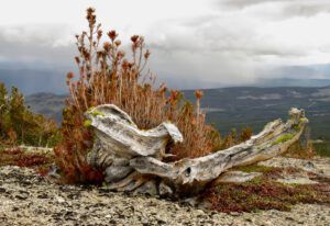 b7 whitebark (The Plateau June 27)