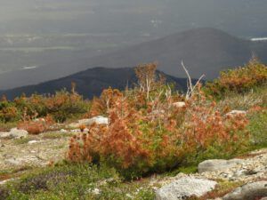 b9  I head down (The Plateau June 27)
