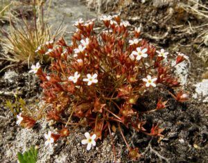b8 fairy candelabra (Perkins Peak June 25)