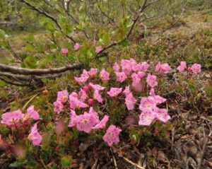 b9 bog laurel (The Plateau June 27)