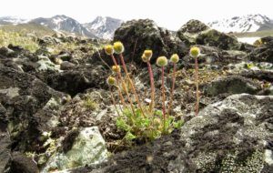 c1 cutleaf fleabane (Perkins Peak June 25)