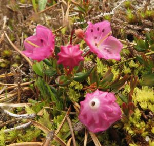 c1 laurel close (The Plateau June 27)