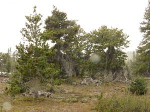 c2 snow (The Plateau June 27)