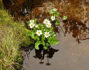 MMM (The Plateau June 27)