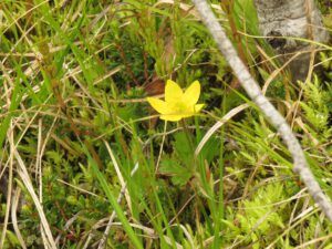 c4 yellow anemone (The Plateau June 27)
