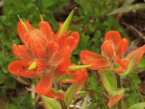 c6 paintbrush (The Plateau June 27)