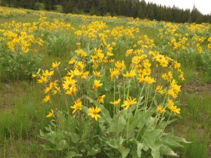 4. balsam root daisies (2020 Summer Solstice)