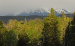 6. bits of sun in morning (2020 Summer Solstice)