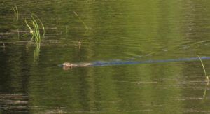 muskrat (2020 Summer Solstice)