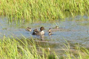 babies 1 (2020 Summer Solstice)