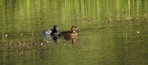 lesser scaups (2020 Summer Solstice)