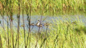 babies 2 (2020 Summer Solstice)