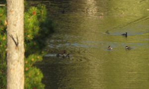 babies 3 (2020 Summer Solstice)