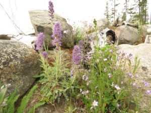 garden 1 (2020 Summer Solstice)