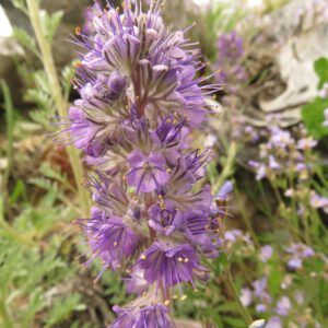 garden 2 (2020 Summer Solstice)