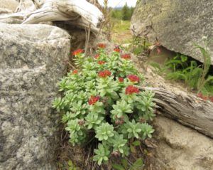 garden 4 (2020 Summer Solstice)