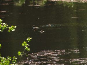 two babies (2020 Summer Solstice)