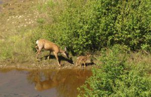 14 Deer 1 (2020 Summer Solstice)