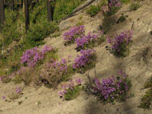 17 penstemons (Kleena Kleene Falls)