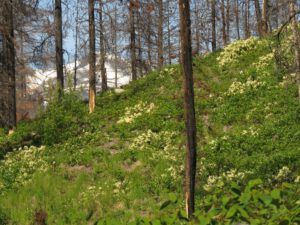 19 ceanothus (Kleena Kleene Falls)
