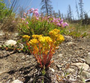 20e stonecrop (Kleena Kleene Falls)