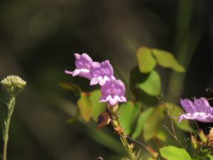 22 penstemon close (Kleena Kleene Falls)