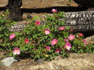 22a rose 1 (Kleena Kleene Falls)