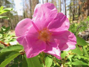 23 wild rose (Kleena Kleene Falls)