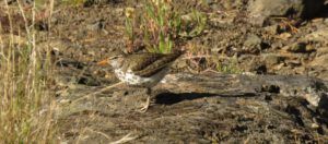 24 spotted sandpiper (Kleena Kleene Falls)