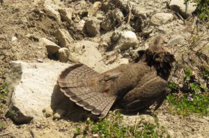 25 grouse 1 (Kleena Kleene Falls)