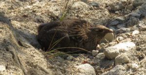 26 grouse 2 (Kleena Kleene Falls)