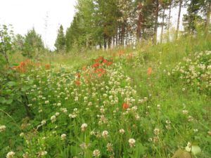 1 grasses/clover (Kleena Kleene Waterfall Again)