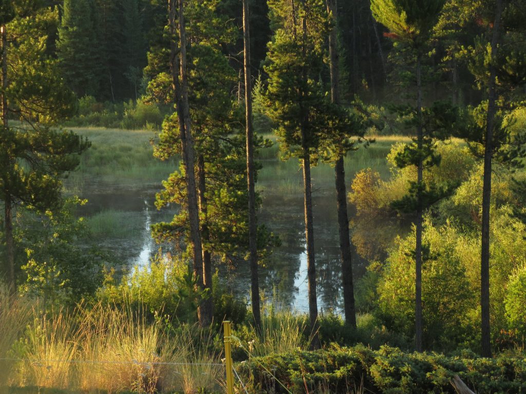 water in beaver pond