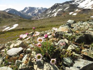 10 cutleaf fleabane best. (Perkins Peak Conquered!)