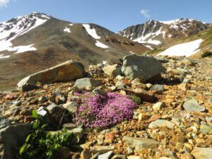 11 moss campion (Perkins Peak Conquered!)