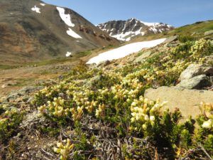12 yellow heather. (Perkins Peak Conquered!)