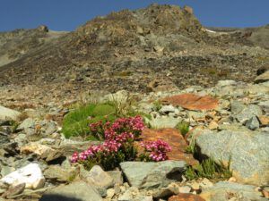 13 red heather. (Perkins Peak Conquered!)