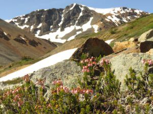 14 pink heather (Perkins Peak Conquered!)